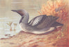 BRITISH BIRDS. Black-Throated Diver. THORBURN 1926 old vintage print picture