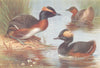 BRITISH BIRDS. Slavonian Grebe; Little Grebe Black-Necked Grebe. THORBURN 1926