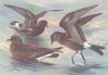 BRITISH BIRDS. Storm-Petrel Wilson's; Leach's Fork Tailed. THORBURN 1926 print