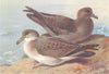 BRITISH BIRDS. Great Shearwater; Sooty Shearwater. THORBURN 1926 old print