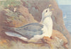 BRITISH BIRDS. Fulmar. THORBURN 1926 old vintage print picture