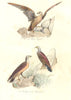 BIRDS.Rough-Legged Buzzard;Osprey;White Tailed Eagle;Aigle,Balbuzard.BUFFON 1841