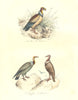 BIRDS. King, Carrion Vulture; Griffon; Roi des Vautours, Urubu. BUFFON 1841