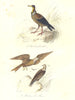 BIRDS. Carrion Vulture; Cmn Kite, Buzzard; Urubu, Milan, Buse. BUFFON 1841