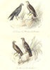 BIRDS. Hen, Marsh Harrier; Honey Buzzard; Bondrée, Buzard. BUFFON 1841 print