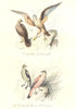 BIRDS.Merlin;Kestrel;Woodchat;Red Beaked Shrike;Émerillon,Crécerelle.BUFFON 1841