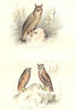 BIRDS. Great, Little Horned, Long-Eared Owl; Grand Duc, Hibou. BUFFON 1841