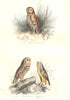 BIRDS. Great Brown, Screech Owl; Chat huant, Chouette, Effraie. BUFFON 1841