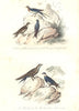BIRDS. Chimney, Bank, Window Swallow; Swift; Black Bellied Martin. BUFFON 1841