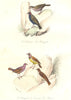 BIRDS.Bengal,Senegal Redpole;Serevan;Maia;Cabaret Bengali,Sénégali.BUFFON 1841