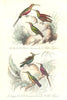 BIRDS.Emerald Ruby Topaz,Tufted-Neck,Golden-Throated,Hummingbird.BUFFON 1841