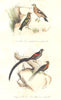 BIRDS.Bramble Finch;Chaffinch;Golden-Collared,Red-winged Widow Bird.BUFFON 1841