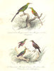 BIRDS.Great Long Tailed,Golden Shot Souimanga;Bollared Hummingbird.BUFFON 1841