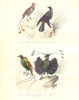 BIRDS. King, Superb, Variegated Bird of Paradise; Sifilet. BUFFON 1841 print