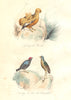 BIRDS.American Pheasant,Manakin,Ant King;Coq Roche;Roi Fourmilliers.BUFFON 1841