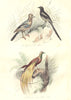 BIRDS. Jay, Magpie, Bird of Paradise; Geai, Pie; Oiseau Paradis. BUFFON 1841