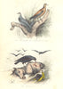 BIRDS. Turtle, Ring Dove; Raven; Tourterelle, Colier; Corbeau. BUFFON 1841