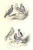 BIRDS.House,Great Breasted,Broat,Nun,Polish Pigeon;Cushat Dove.BUFFON 1841