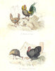 BIRDS. Cock Hen, Guinea Hen, Turkey; Poule Etcoq; Pintade, Dindon. BUFFON 1841
