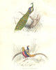 BIRDS.Peacock,Pheasant,golden Pheasant;Paon;Faisan,Faisan doré.BUFFON 1841