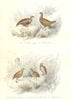 BIRDS.Partridge,Francolin;Chinese,Malouine Quail;Perdrix,Caille.BUFFON 1841