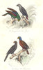 BIRDS. Green Parroquet, Jaco, Black, Masked Parrot; Perroquet. BUFFON 1841