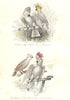 BIRDS. Great White, Sulphur, Red-crested Cockatoo; Maluku Parrot. BUFFON 1841
