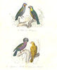 BIRDS. Crick, Meunier, Speckled, Paradise Poppinjay; Crik, Papegeai. BUFFON 1841