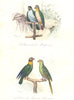 BIRDS. Cavoua, Maipouri, Caicu, Parroquet; Caica, Perruche Pavouane. BUFFON 1841