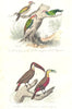 BIRDS.Green,Domingo,Cayenne Woodpeckers;Coucan,Red Bellied Toucan.BUFFON 1841