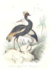 BIRDS. Crowned Crane, Stock; Oiseau Royal, Cigogne. BUFFON 1841 old print