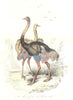 BIRDS. Couyou, Ostrich; Autruche. BUFFON 1841 old antique print picture
