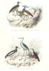 BIRDS.Sea Lark;Golden,Stilt Plover;Lapwing,Oyster Catcher,Ouzel.BUFFON 1841