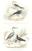 BIRDS.Sazzor Beak,Black Tern,Avoset,Noddy;Bec-en-ciseaux,Noddi.BUFFON 1841