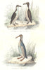 BIRDS. Northern Penguin, Manchot; Pingouin. BUFFON 1841 old antique print