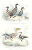 BIRDS. Goosander, Great Diver, Dab-Chick, Pewil, Pelican, Cormorant. BUFFON 1841
