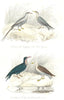 BIRDS. Tropic Bird, Tenu, Frigate Bird, Naviat; Frégate, Goéland. BUFFON 1841