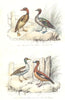 BIRDS.Chinese,Variegated,Russian Teal;Sarcelle Chine,blanche,Rousse.BUFFON 1841