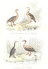 BIRDS. Guinea hen, Egyptian goose, Barnade, Eider Duck; Oie Guinée. BUFFON 1841