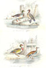 BIRDS.Wild Duck,Widgeon,Tufted Drake;Canard,Siffleur;huppé,Chipeau.BUFFON 1841