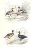 BIRDS. Grey Widgeon, Shelldrake, Scoter, Sea Duck; Canard; Tadorne. BUFFON 1841