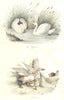 BIRDS. Swan, Widgeon; Cygnes; Oiel. BUFFON 1841 old antique print picture