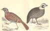QUAIL. Long-tailed Quail; Montezuma's Quail. GOLDSMITH. Hand coloured 1870