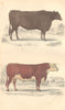 OXEN. Suffolk Ox; Herefordshire Bull. GOLDSMITH. Hand coloured 1870 print