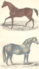 HORSES. Race Horse; Cart Horse. GOLDSMITH. Hand coloured 1870 print