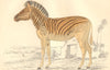 EXTINCT. Datiw (female) (Zebra/Quagga) . GOLDSMITH. Hand coloured 1870 print