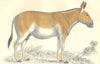 MAMMALS. Dziggtai. GOLDSMITH. Hand coloured 1870 antique print picture