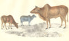ZEBU. Common Zebu; Small Zebu. GOLDSMITH. Hand coloured 1870 antique print