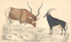 ANTELOPES. Addax Antelope; Sable Antelope. GOLDSMITH. Hand coloured 1870 print