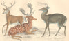 DEER. Long-tailed Deer; Virginian; Fallow Deer. GOLDSMITH. Hand coloured 1870